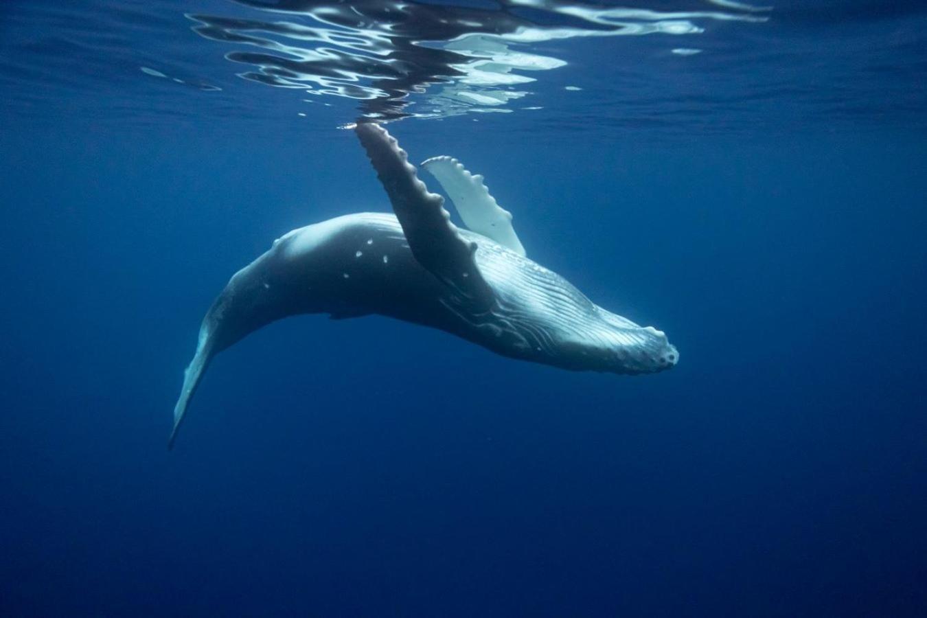 Maui Homestay Vue Ocean Exceptionnelle & Baleines En Saison Tohautu Экстерьер фото