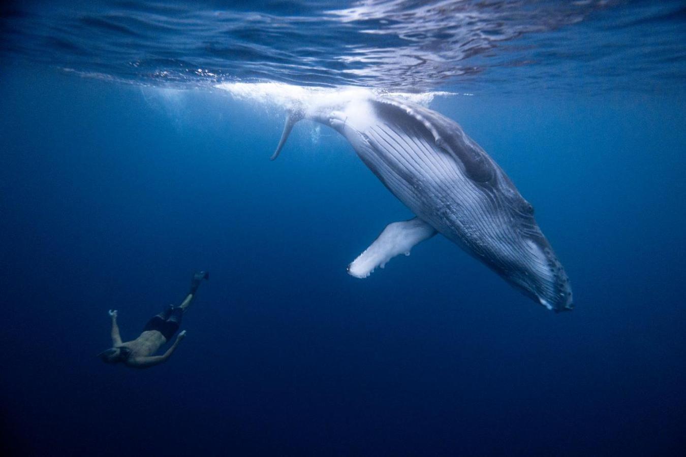 Maui Homestay Vue Ocean Exceptionnelle & Baleines En Saison Tohautu Экстерьер фото